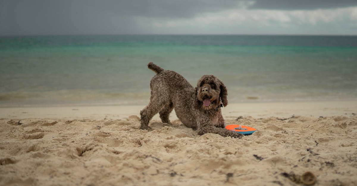 Dog-Friendly Beach Adventures: Exploring Sand City Beach with Your Furry Friend