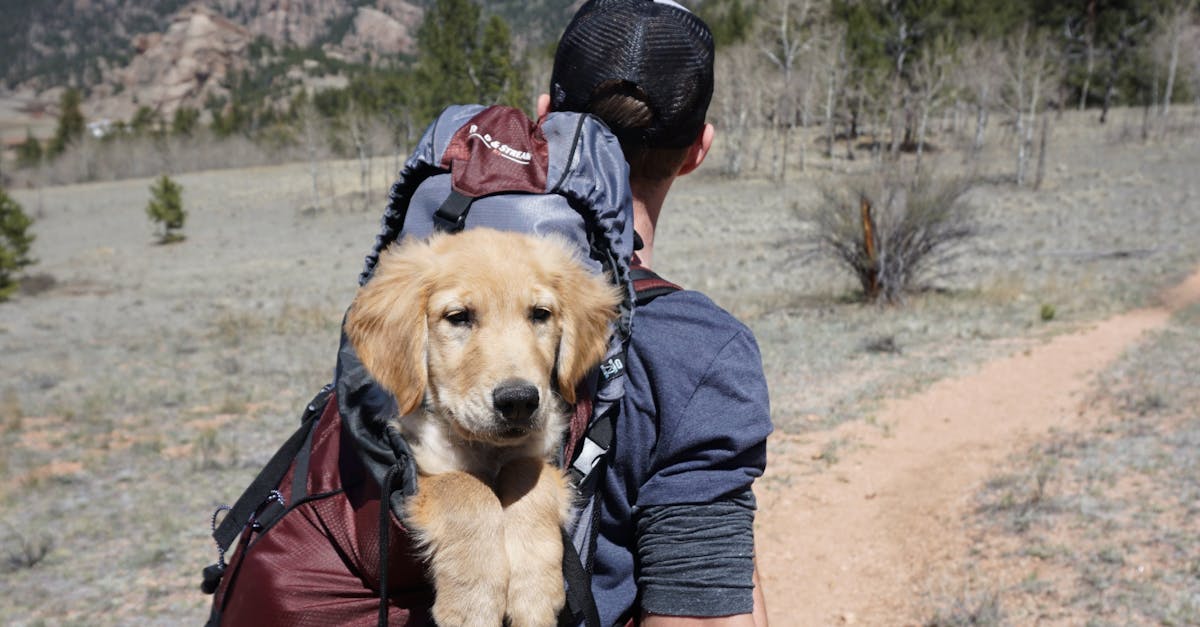 Conquer Goat Mountain: A Dog-Friendly Hiking Adventure in Madera County, California