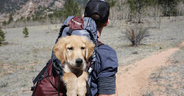 Conquer Goat Mountain: A Dog-Friendly Hiking Adventure in Madera County, California