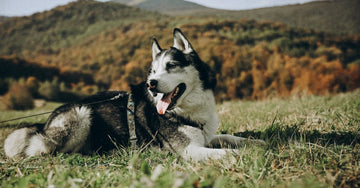 The Best Dog-Friendly Campsites in the Sierra Nevada: A Nature Lover’s Guide