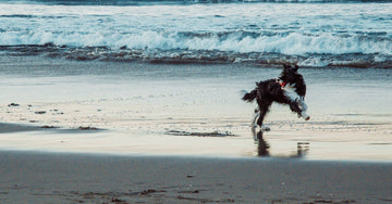 Exploring Coastal Trails with Your Dog: An Instagram Guide to Unforgettable Beach Adventures