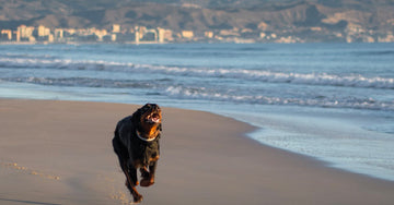 Exploring Monterey Bay Tidelines: A Dog Lover's Guide to Tide Pools and Coastal Wonders