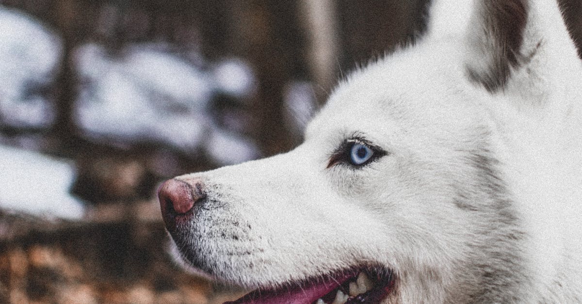 Discovering Tranquility: Dog-Friendly Hiking Trails Around Lake Tahoe for Your Next Adventure