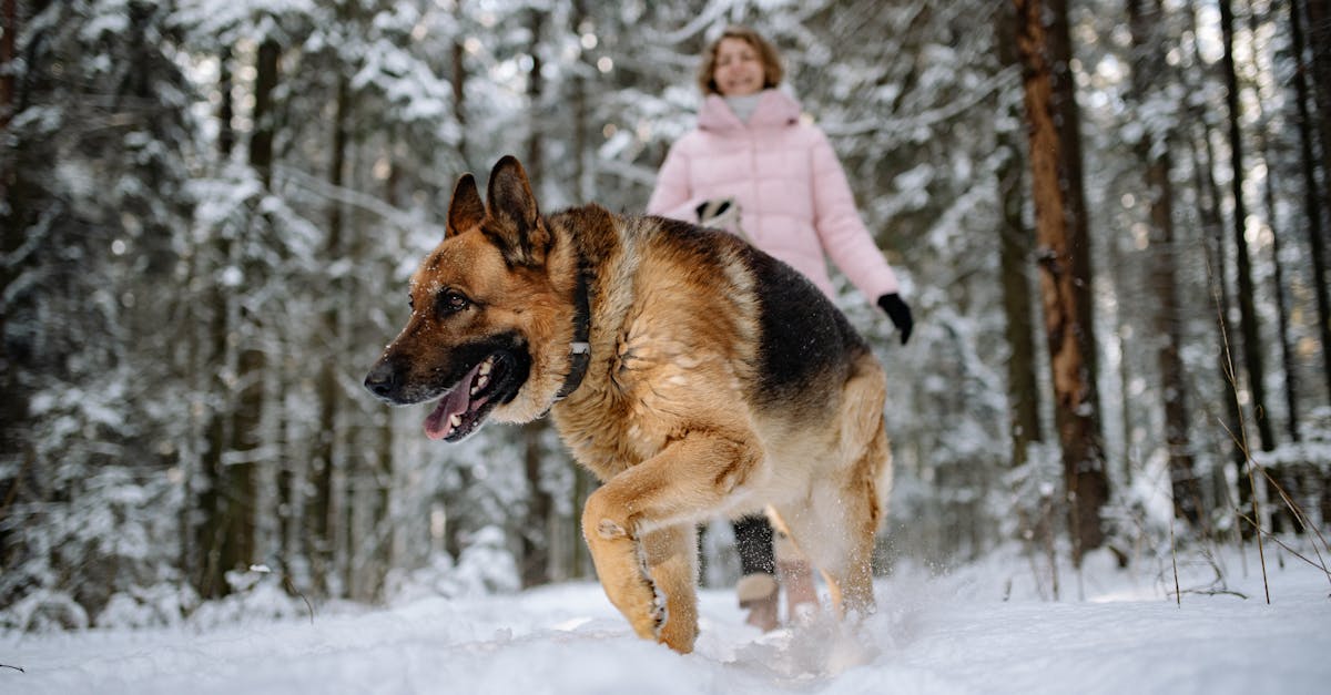 Festive Trails: The Top Dog-Friendly Christmas Hikes and Getaways