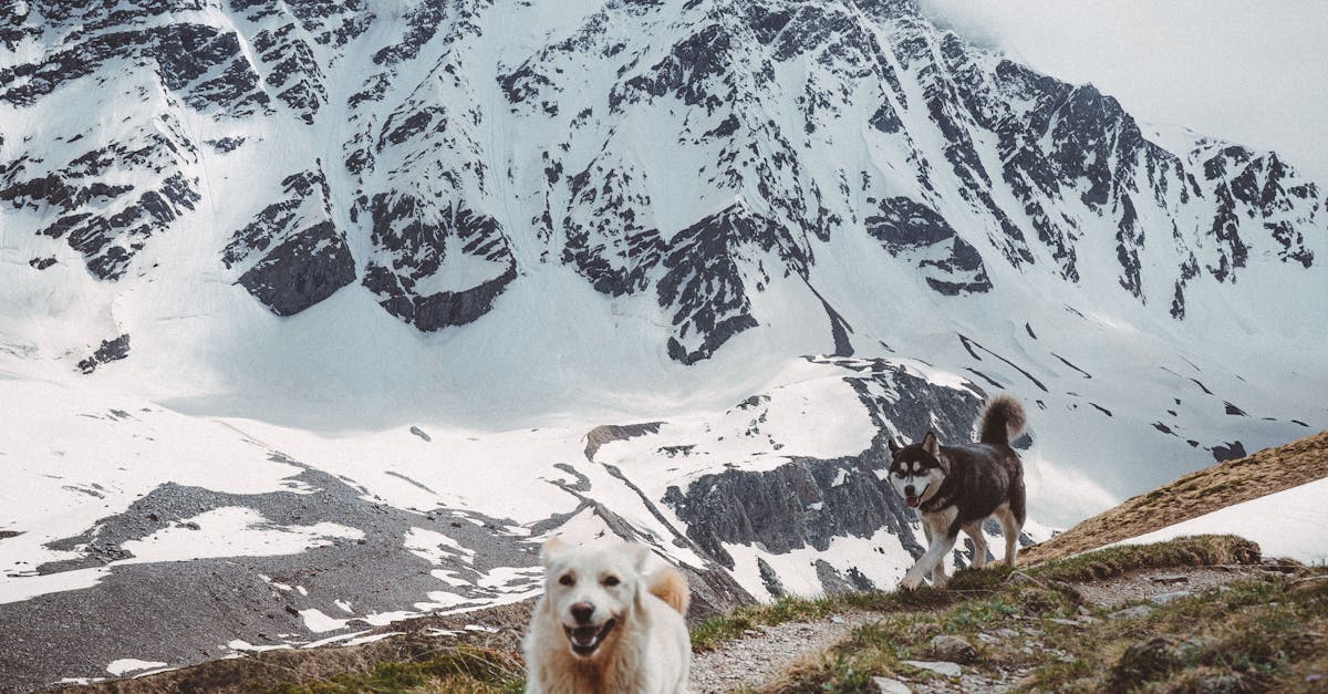 Top Spring Hikes for You and Your Pup: Explore with the 'Paws, Explore, Repeat' T-Shirt